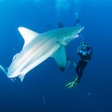 Haitauchen wie am Nacktbadestrand der Rentner auf Gran Canaria: Einfach nicht hingucken. Sollte man aber!