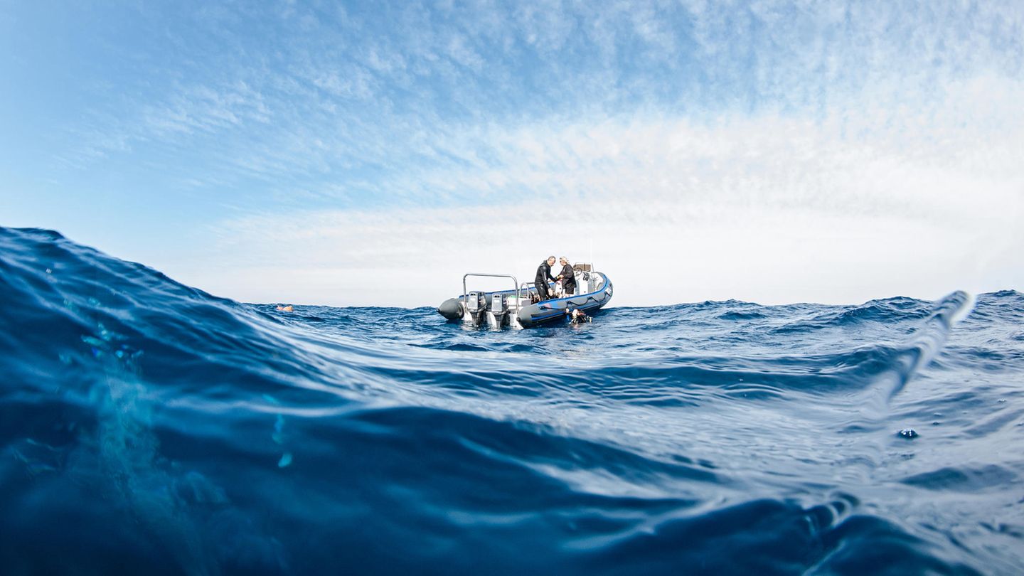 Haitauchen Südafrika Offener Ozean. Dunkelblaue Tiefe. Wellen. Im Wasser kreisen mehrere Haie.