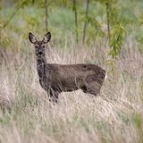 1910  Die wohlhabendste Gesellschaftsschicht isst vor allem eins: frisch geschossenes Wild. Und zwar so vielfältig wie nur möglich. So kommt auf die Teller der oberen Schicht Reh, Wildschwein und Hirsch. In Deutschland isst man vor allem Kartoffeln, Milchsuppen und Gemüse aus dem Garten.