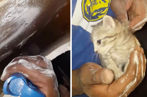 Katze hinter Wand gefangen