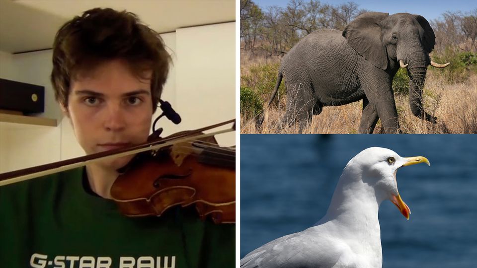 Akustische Täuschung: Verblüffende Ähnlichkeit: Dieser junge Musiker imitiert Tiere perfekt auf seiner Geige