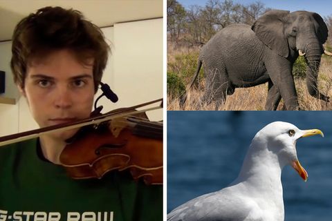 Akustische Täuschung: Verblüffende Ähnlichkeit: Dieser junge Musiker imitiert Tiere perfekt auf seiner Geige