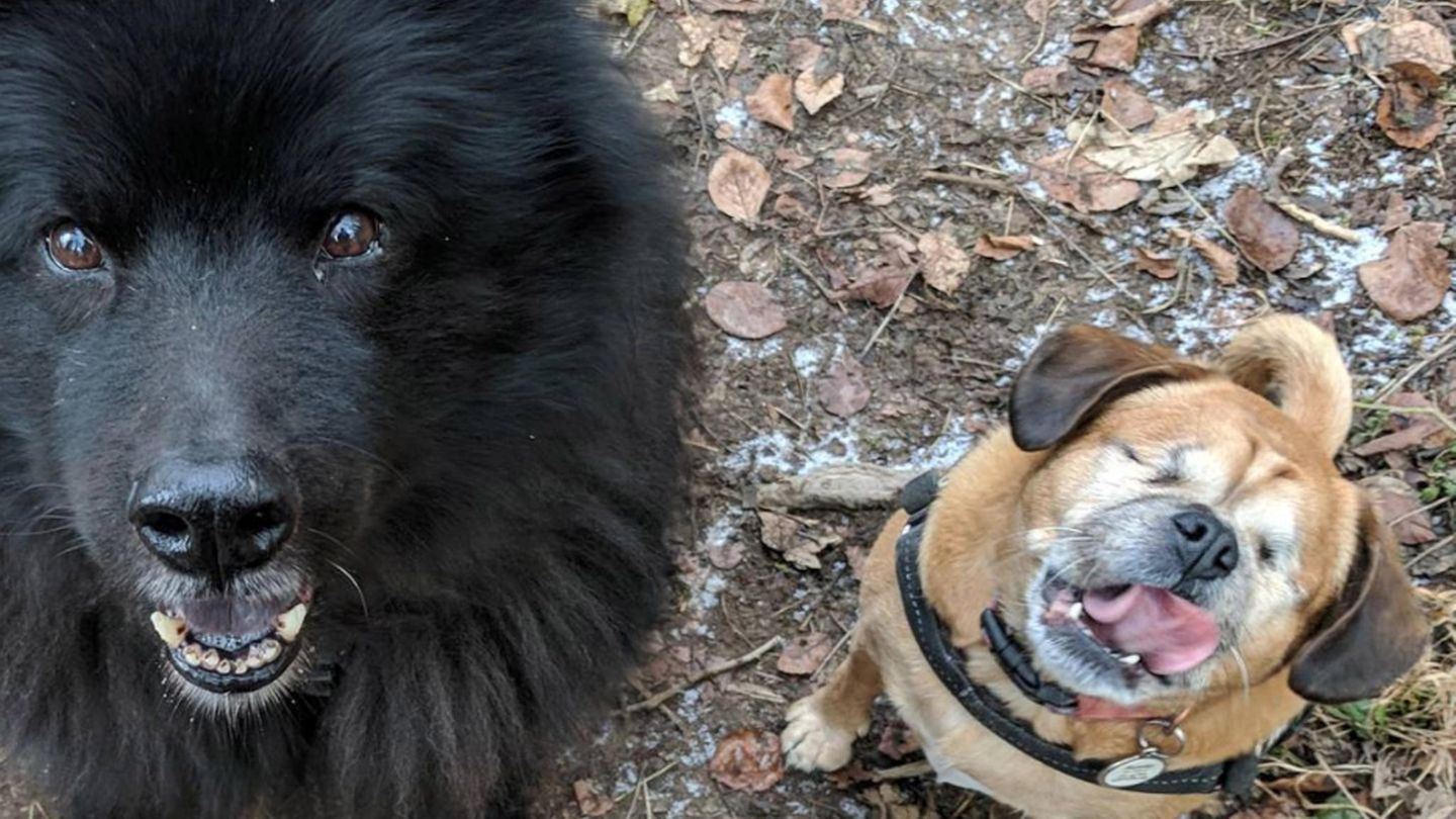 Die zwei Hunde aus England Rosie und Diesel