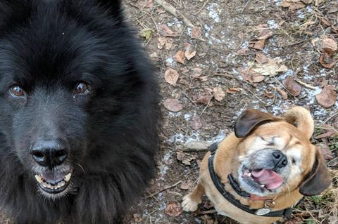 Die zwei Hunde aus England Rosie und Diesel