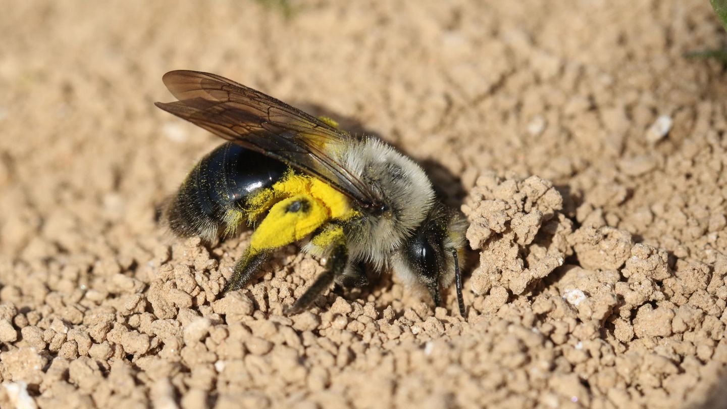 Bedrohte Superstars: Unterschied 3: Wildbienen lieben spezielle Behausungen Eine Sandbiene (Andrena Vaga) krabbelt über den sandigen Boden. "Wildbienen sind meist Einzelgänger mit individuellen Ansprüchen an ihren Lebensraum", heißt es seitens der Deutschen Wildtier Stiftung. "Einige legen Niströhren im Erdboden an, andere bevorzugen Mauerritzen zum Nestbau, wieder andere Pflanzenstängel." Das unterscheidet sie von ihren bekannten Verwandten: Honigbienen werden gezielt gezüchtet und leben als soziale Art zu Tausenden in Bienenstöcken. Dieser Bienenstock stärkt und unterstützt jedes einzelne dazugehörige Individuum. Wildbienen sind dagegen komplett auf sich alleine gestellt - sowohl beim Nestbau wie auch bei der Nahrungssuche. Unterschied 3: Wildbienen lieben spezielle Behausungen Eine Sandbiene (Andrena Vaga) krabbelt über den sandigen Boden. "Wildbienen sind meist Einzelgänger mit individuellen Ansprüchen an ihren Lebensraum", heißt es seitens der Deutschen Wildtier Stiftung. "Einige legen Niströhren im Erdboden an, andere bevorzugen Mauerritzen zum Nestbau, wieder andere Pflanzenstängel." Das unterscheidet sie von ihren bekannten Verwandten: Honigbienen werden gezielt gezüchtet und leben als soziale Art zu Tausenden in Bienenstöcken. Dieser Bienenstock stärkt und unterstützt jedes einzelne dazugehörige Individuum. Wildbienen sind dagegen komplett auf sich alleine gestellt - sowohl beim Nestbau wie auch bei der Nahrungssuche.