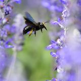 Eine Wildbiene landet auf einer Blüte
