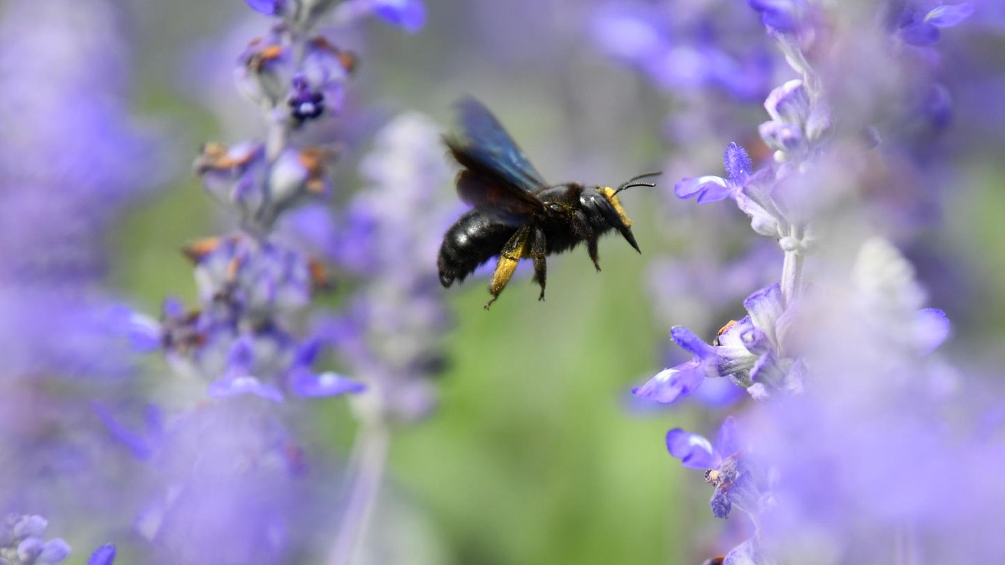 Die wichtigsten Unterschiede zwischen Wild- und Honigbienen Eine Wildbiene landet auf einer Blüte