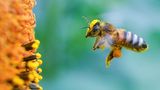 Unterschied 1: Honigbiene versus Wildbiene - es lebe die Vielfalt!  Gestreifter Hinterleib, starke Behaarung: Hier sehen Sie eine klassische Honigbiene bei der Arbeit. Die Nektarsammler werden von Imkern gehalten, leben in Bienenstöcken und gehören alle einer Art an, der Apis mellifera.    Wildbienen zeichnen sich durch ihre Vielfalt aus: In Deutschland allein gibt es 600, weltweit sogar 20.000 verschiedene Arten. Und sie tragen so klangvolle Namen wie Zottelbiene (Panurdus), Schneckenhausbiene (Osmiabicolor) oder Mörtelbiene (Megachile).