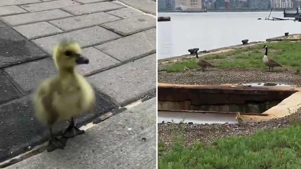 Mission: Gänsefamilie finden: "Jeffrey, wir bringen dich nach Hause!" Jungs finden Gänseküken und vereinen es mit seiner Familie Mission: Gänsefamilie finden: "Jeffrey, wir bringen dich nach Hause!" Jungs finden Gänseküken und vereinen es mit seiner Familie