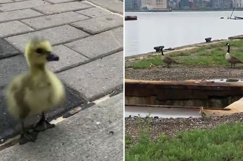 Mission: Gänsefamilie finden: "Jeffrey, wir bringen dich nach Hause!" Jungs finden Gänseküken und vereinen es mit seiner Familie