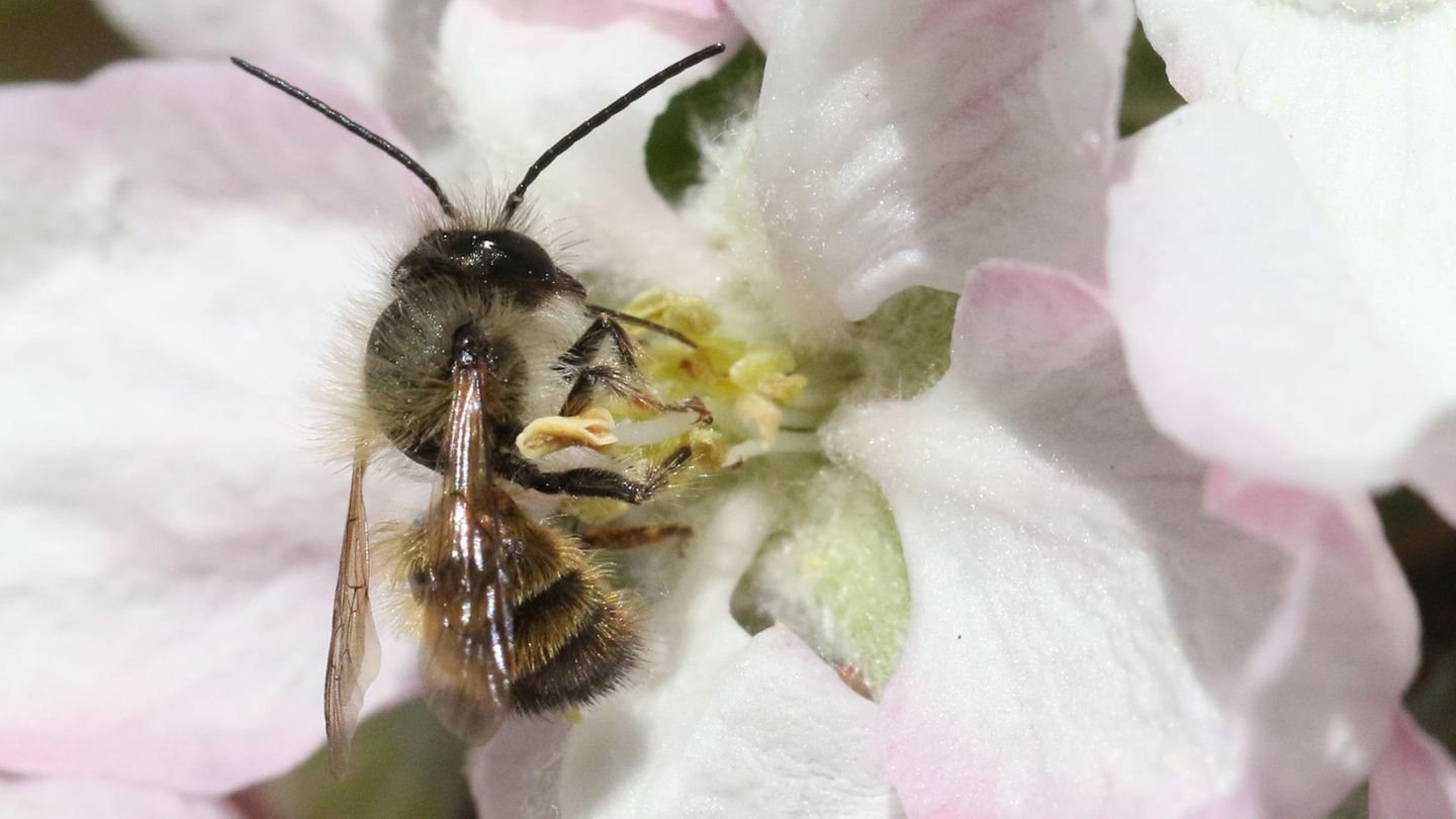 Unterschied 4: Wildbienen sind spezialisierte Bestäuber  Honigbienen sind nicht besonders wählerisch: Sie fliegen viele Pflanzen an, wenn sie sich von ihnen Nektar und Pollen erhoffen. Wildbienen dagegen sind spezialisierte Bestäuber: Oft landen sie nur auf den Blüten einer einzigen Pflanzenart. Viele Wildbienen sind im Laufe der Jahrhunderte eine enge Symbiose mit bestimmten Pflanzen eingegangen: Sie können deren Blüten oft als einzige Bienenart bestäuben. Stirbt die spezialisierte Biene aus, ist auch der Fortbestand der Pflanze gefährdet.