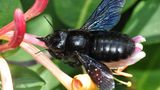 Unterschied 2: Wildbienen geben keinen Honig  Eine blauschwarze Holzbiene - übrigens die größte deutsche Wildbiene - sitzt auf einem Gartengeißblatt. Im Gegensatz zu den Nestern von Honigbienen kann aus den Nestern von Wildbienen kein Honig gewonnen werden.
