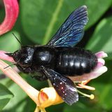 Unterschied 2: Wildbienen geben keinen Honig  Eine blauschwarze Holzbiene - übrigens die größte deutsche Wildbiene - sitzt auf einem Gartengeißblatt. Im Gegensatz zu den Nestern von Honigbienen kann aus den Nestern von Wildbienen kein Honig gewonnen werden.