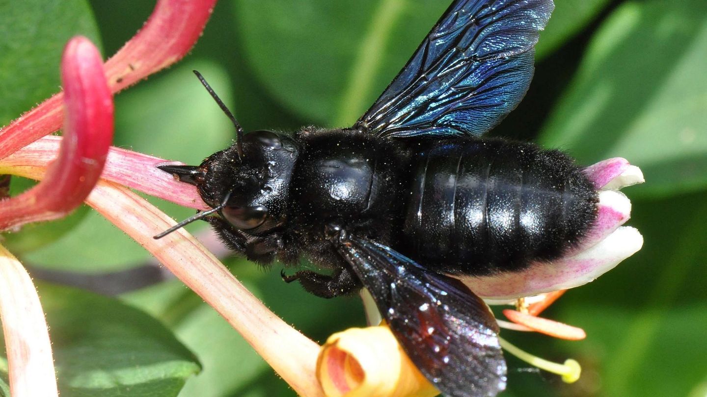 Unterschied 2: Wildbienen geben keinen Honig  Eine blauschwarze Holzbiene - übrigens die größte deutsche Wildbiene - sitzt auf einem Gartengeißblatt. Im Gegensatz zu den Nestern von Honigbienen kann aus den Nestern von Wildbienen kein Honig gewonnen werden.