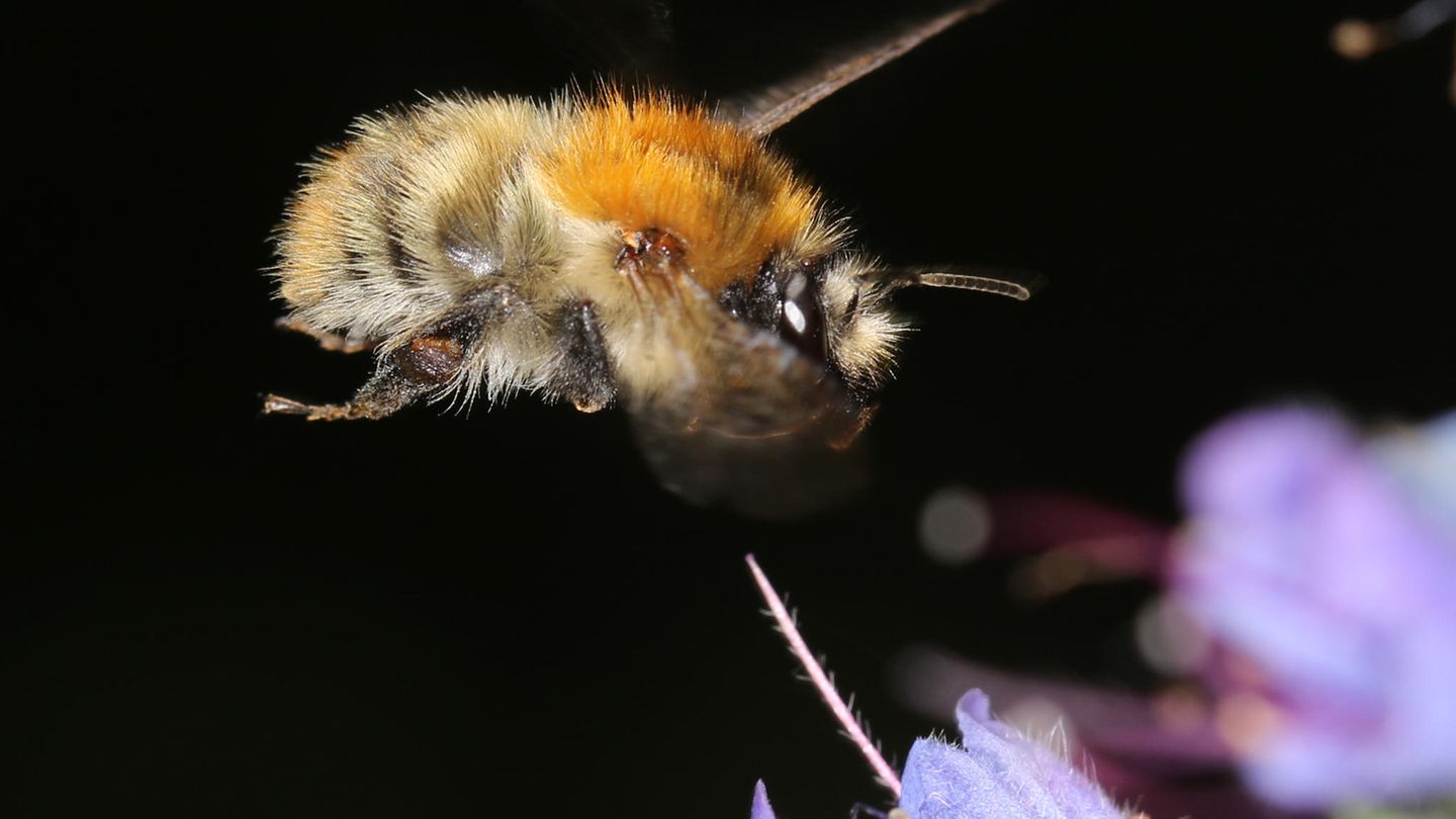 Unterschied 6: Wildbienen haben es noch schwerer als Honigbienen  Die meisten Wildbienen-Arten leben solitär. Ein knappes Nahrungsangebot und schlechte Nistmöglichkeiten durch intensivierte Landwirtschaft machen ihnen besonders zu schaffen. Honigbienen haben dagegen zahlreiche Unterstützer - in Form von Imkern, die ihnen Brutkästen zur Verfügung stellen und bei Bedarf zufüttern.  Was aber kann jeder Einzelne tun, um die Wildbienen zu unterstützen? Für Vielfalt im Garten oder auf dem Balkon sorgen, rät der BUND. Wildbienen fliegen bestimmte Pflanzenarten besonders gern an, etwa die Ranken-Glockenblume, die Kornblume, Salbei oder Blaukissen. Auch sogenannte "Insektenhotels" nutzen Wildbienen gerne als Nistplätze. Hier finden Sie eine Anleitung, wie Sie die Hotels selbst basteln können. Wichtig: Legen Sie Wert auf naturbelassene Gärten. Mähen Sie Ihren Rasen nur sparsam und lassen Sie verblühte Stauden im Herbst einfach stehen. Die Halme dienen Wildbienen als Unterschlupf im Winter.