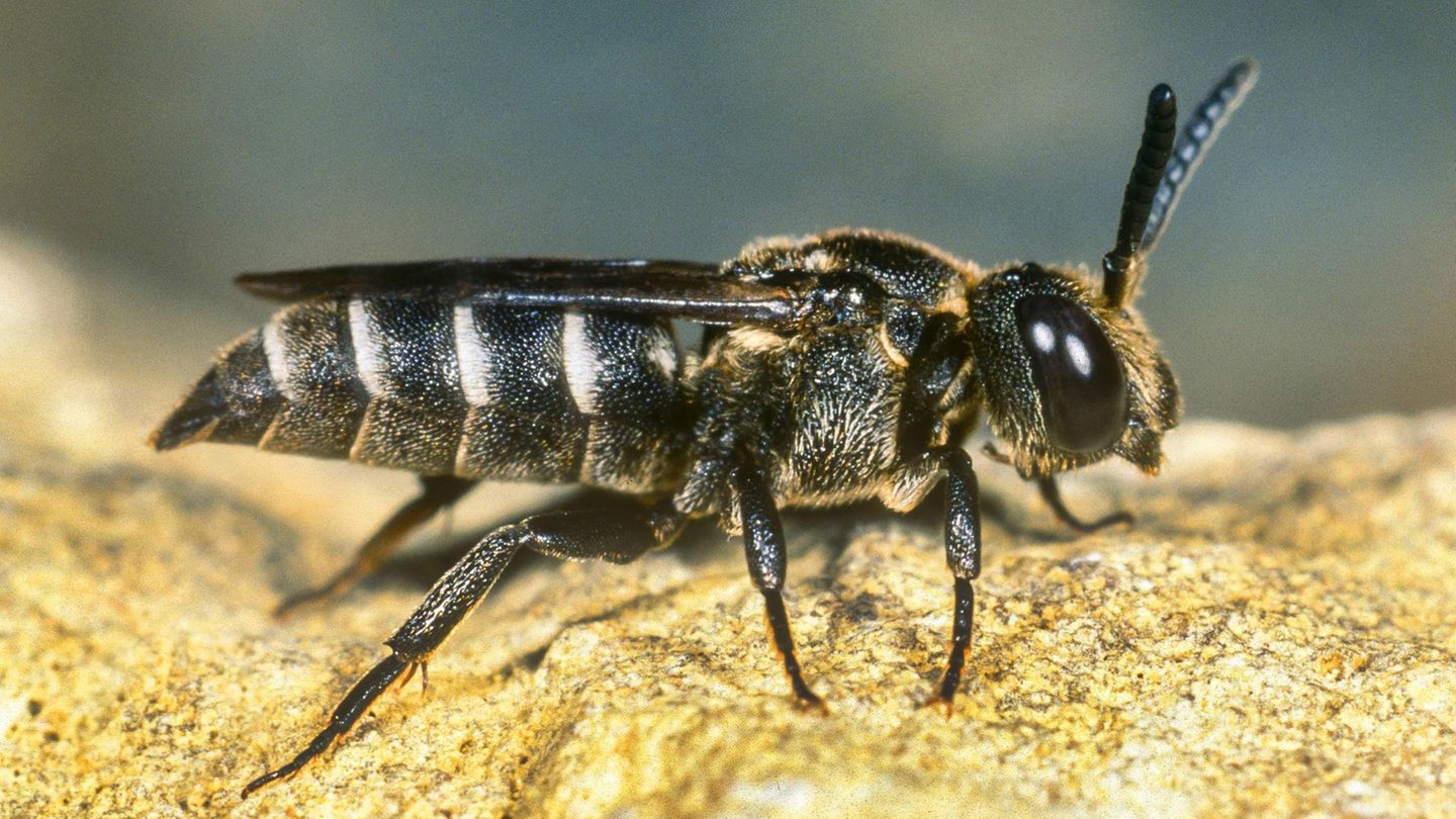 Unterschied 5: Auch Wildbienen stechen - aber es tut weniger weg  Von einer Biene wird niemand gern gestochen, erst recht nicht, wenn man Allergiker ist. Auch Wildbienen können in der Regel stechen. Die Stiche sind nach Angaben der Deutschen Wildtier Stiftung meist jedoch wesentlich harmloser als der einer Honigbiene und kaum spürbar.    Das Bild zeigt eine dunkle Zweizahnbiene.