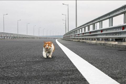 Umstrittene Krim-Brücke eingeweiht: Diese Katze stahl Putin bei seinem Lieblingsprojekt die Show