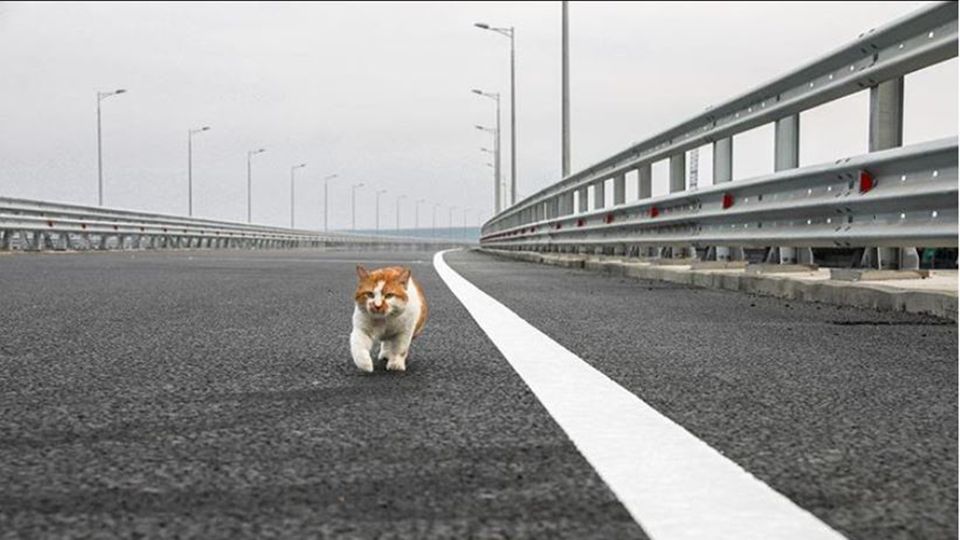 Umstrittene Krim-Brücke eingeweiht: Diese Katze stahl Putin bei seinem Lieblingsprojekt die Show