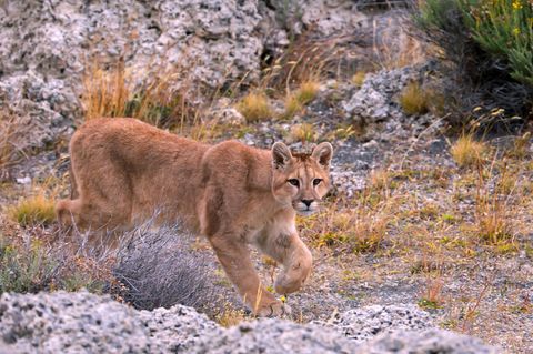 Tötet sehr selten Menschen: ein Berglöwe, auch Puma genannt. Hier ein Exemplar im südamerikanischen Chile.