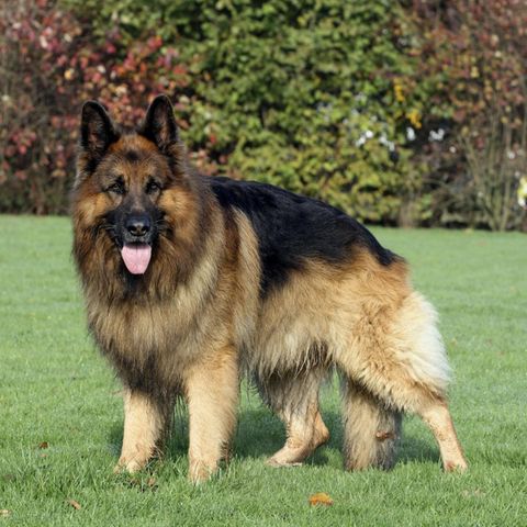 Die Frau ist laut Polizei von ihrem eigenen Altdeutschen Schäferhund angegriffen worden. Abgebildet ist ein Rassengenosse.