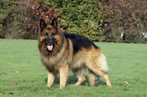 Die Frau ist laut Polizei von ihrem eigenen Altdeutschen Schäferhund angegriffen worden. Abgebildet ist ein Rassengenosse.