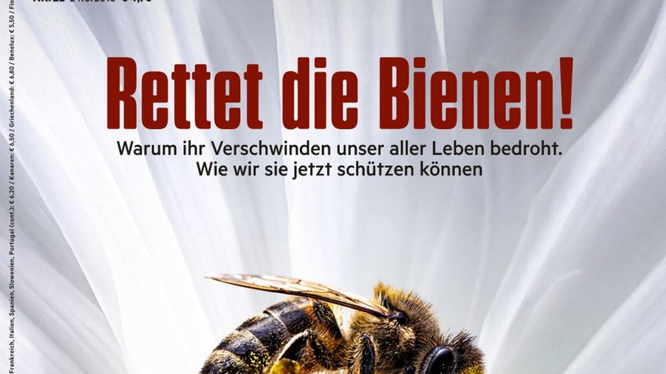 Bedrohte Superstars: Biene ist gleich Biene? Von wegen! So unterscheiden Sie Wild- und Honigbiene Bedrohte Superstars: Biene ist gleich Biene? Von wegen! So unterscheiden Sie Wild- und Honigbiene