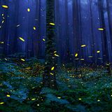 Tim Flach Bedrohte Tiere im Porträt