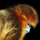 Tim Flach Bedrohte Tiere im Porträt