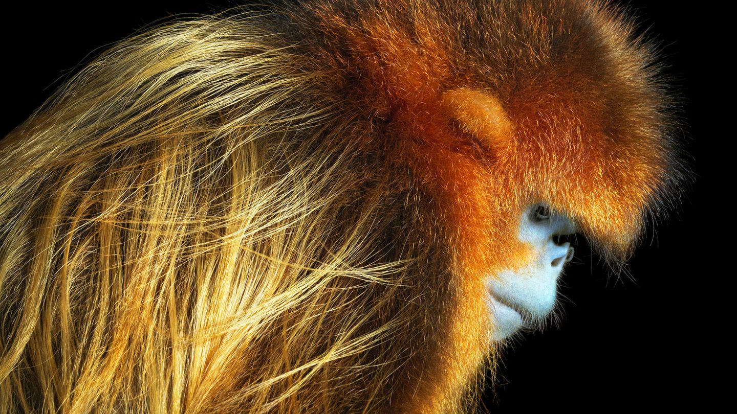Tim Flach Bedrohte Tiere im Porträt