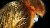 Tim Flach Bedrohte Tiere im Porträt