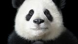 Tim Flach Bedrohte Tiere im Porträt