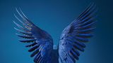 Tim Flach Bedrohte Tiere im Porträt