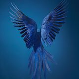 Tim Flach Bedrohte Tiere im Porträt