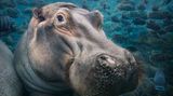 Tim Flach Bedrohte Tiere im Porträt