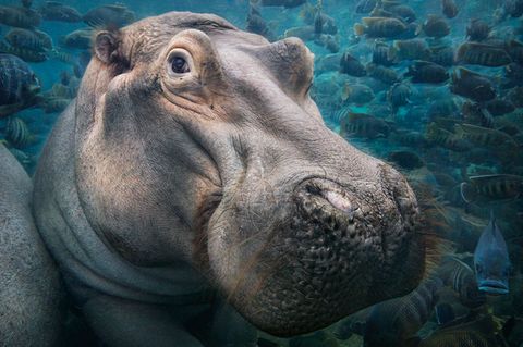 Tim Flach Bedrohte Tiere im Porträt