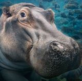 Tim Flach Bedrohte Tiere im Porträt