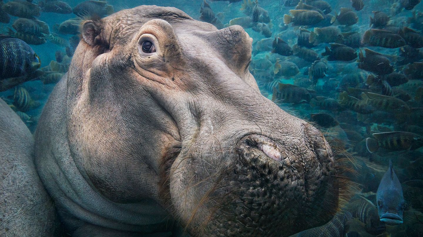 Tim Flach Bedrohte Tiere im Porträt