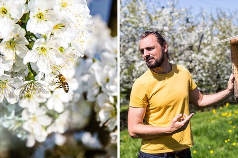 Tom Strobl, Unternehmer und Biologe aus Zürich, auf einer Obstplantage am Bodensee. Die Kirschen blühen. Die Bestäubung muss schnell und sicher sein, denn schon nach zwei Wochen sind die Kirschen verblüht.
