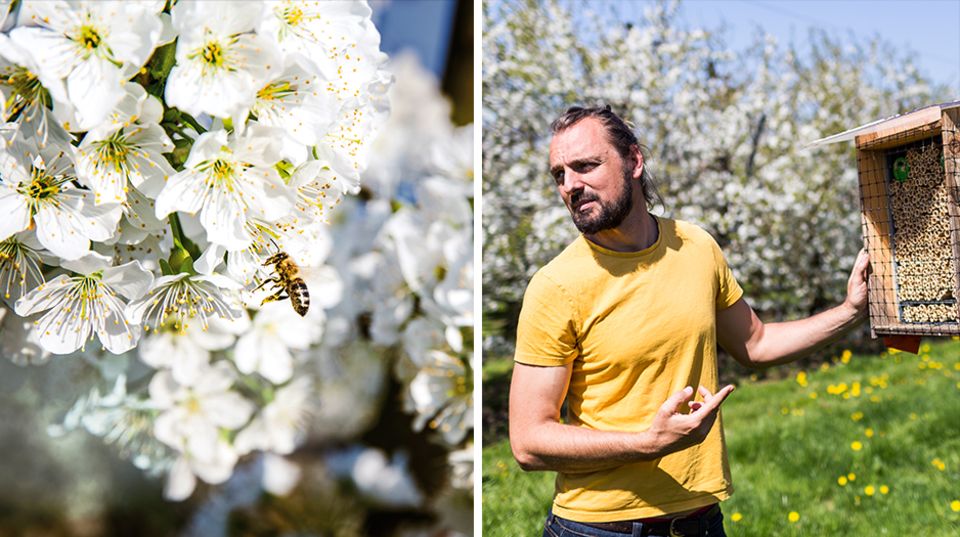 Tom Strobl, Unternehmer und Biologe aus Zürich, auf einer Obstplantage am Bodensee. Die Kirschen blühen. Die Bestäubung muss schnell und sicher sein, denn schon nach zwei Wochen sind die Kirschen verblüht.