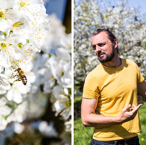 Tom Strobl, Unternehmer und Biologe aus Zürich, auf einer Obstplantage am Bodensee. Die Kirschen blühen. Die Bestäubung muss schnell und sicher sein, denn schon nach zwei Wochen sind die Kirschen verblüht.