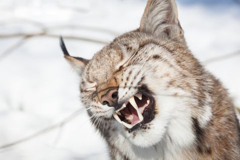 Youtube-Video: Zum Totlachen: Diese Luchse klingen wie streitende Teenager