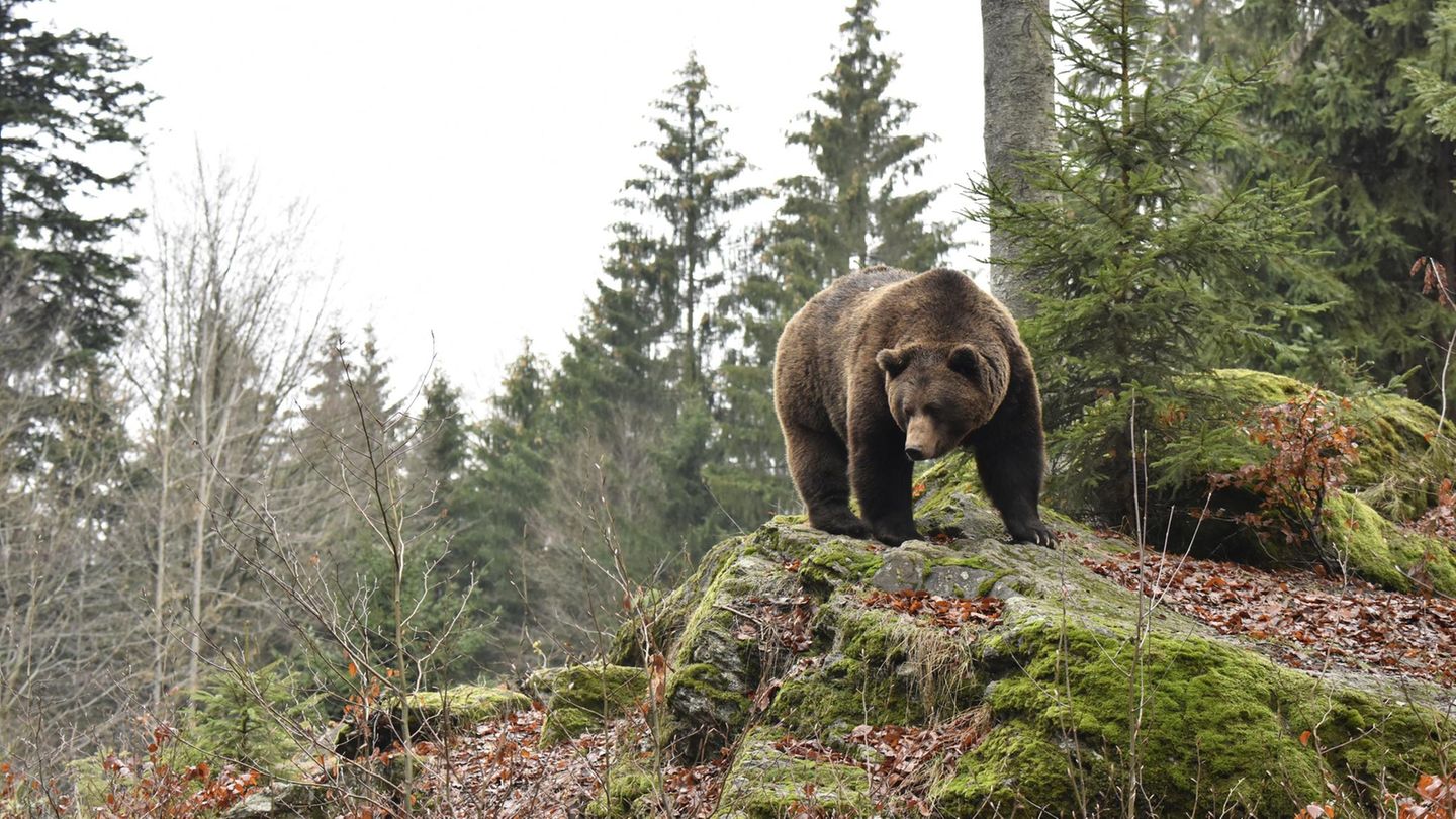 Normalerweise greifen Braunbären den Menschen nicht an. Er gehört nicht in ihr Beuteschema. Außerdem sind sie scheu.