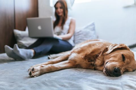 Das Leben mit einem Hund kann sehr gemütlich sein, wenn nur die Haare nicht wären.