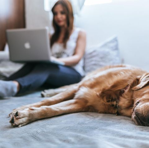 Das Leben mit einem Hund kann sehr gemütlich sein, wenn nur die Haare nicht wären.