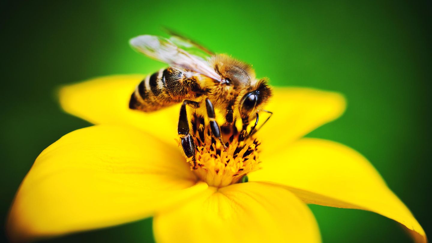 Eine Biene sitzt auf einer Blüte