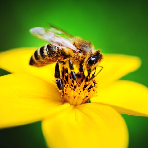 Eine Biene sitzt auf einer Blüte
