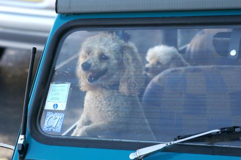 Ein junger Hund, der in einem Auto eingeschlossen wurde