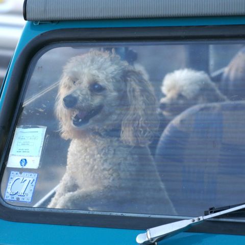 Ein junger Hund, der in einem Auto eingeschlossen wurde Ein junger Hund, der in einem Auto eingeschlossen wurde