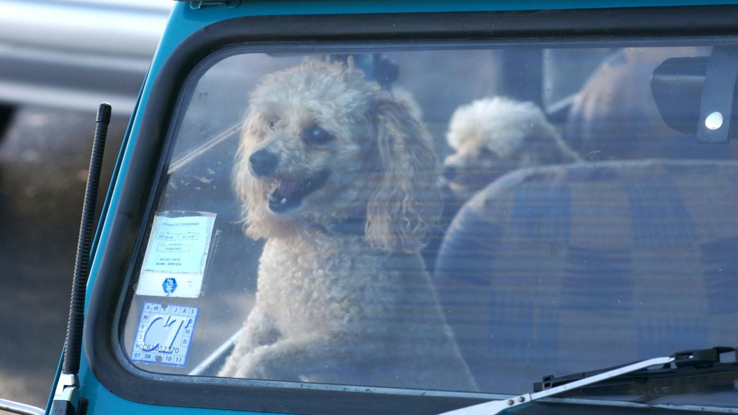 Ein junger Hund, der in einem Auto eingeschlossen wurde