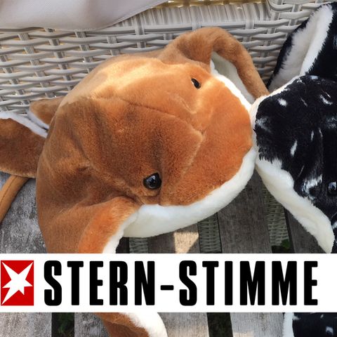 Zwei Plüsch-Rochen